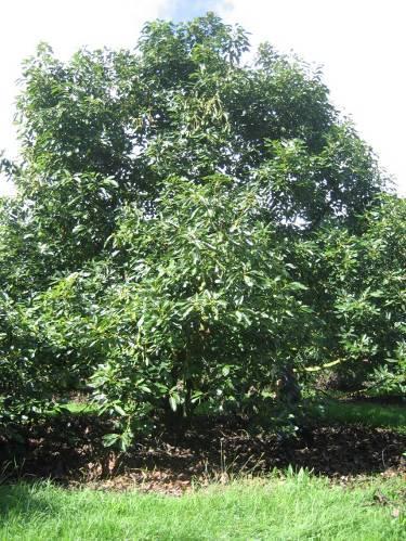 orchards- organic (5-6 yo) and conventional (15- yo) C- = no canopy management Dead branches removed from the canopy of all other trees, the lower branches were