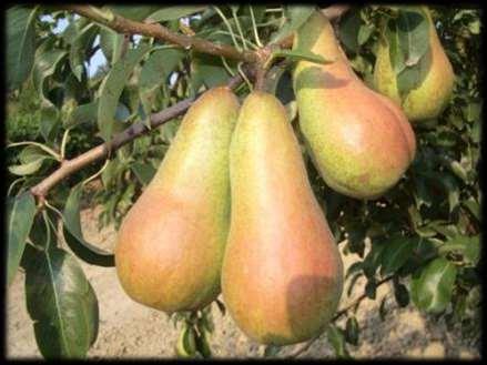 Musacchi Varieties: Conference and