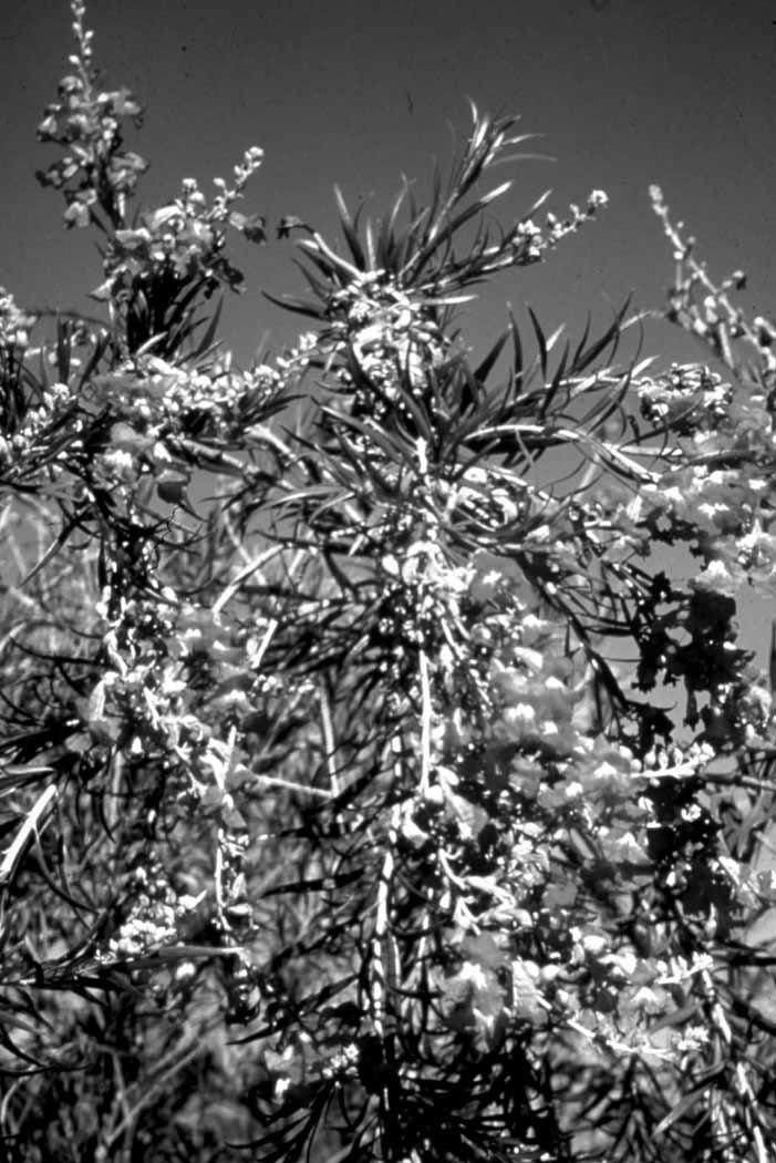 Cercidium species Desert Museum This hybrid palo verde is a three-way cross between Parkinsonia aculeata L., Cercidium microphyllum (Torr.) Rose & I.M. Johnst., and Cercidium floridum Benth.