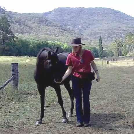 It is best to do horse training with two types of treats a regular treat that you give your horse most of the time.