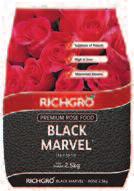 C HILD Black Marvel Rose