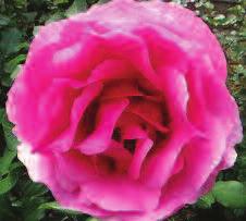 Part proceeds of this rose ssales proudly aid