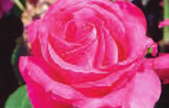 Love You Rose Extremely fragrant, high pointed pink flowers with