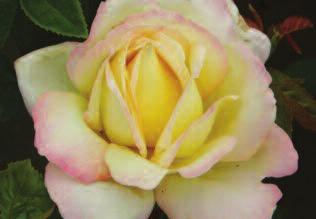 Ebb Tide Rose Mysteriously coloured and powerfully perfumed with
