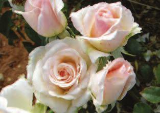 Mother s Love Rose Elegant soft white petals to shell pink