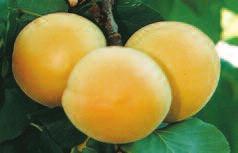 Valley Red Dwarf Peach Grows large fruit with a
