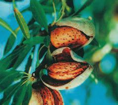 Almond All in One Self-fertile