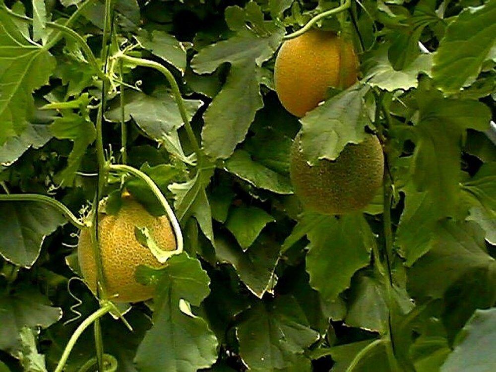 Galia Muskmelons: Evaluation for Florida Greenhouse Production 2 maintaining a 10-20% leach of the total water provided and will vary with plant development, temperature and available sunlight.