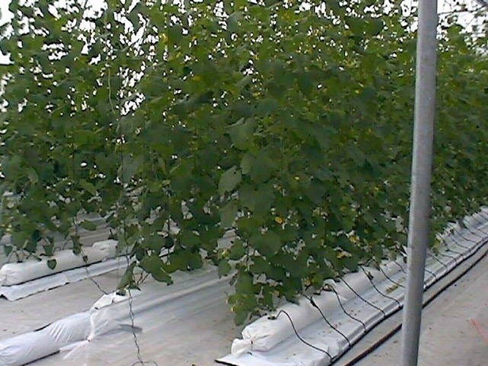 Irrigation scheduling can be adjusted by changing the frequency of irrigation events, the length of the irrigation period, or both. Figure 2. Greenhouse production of Galia melons.