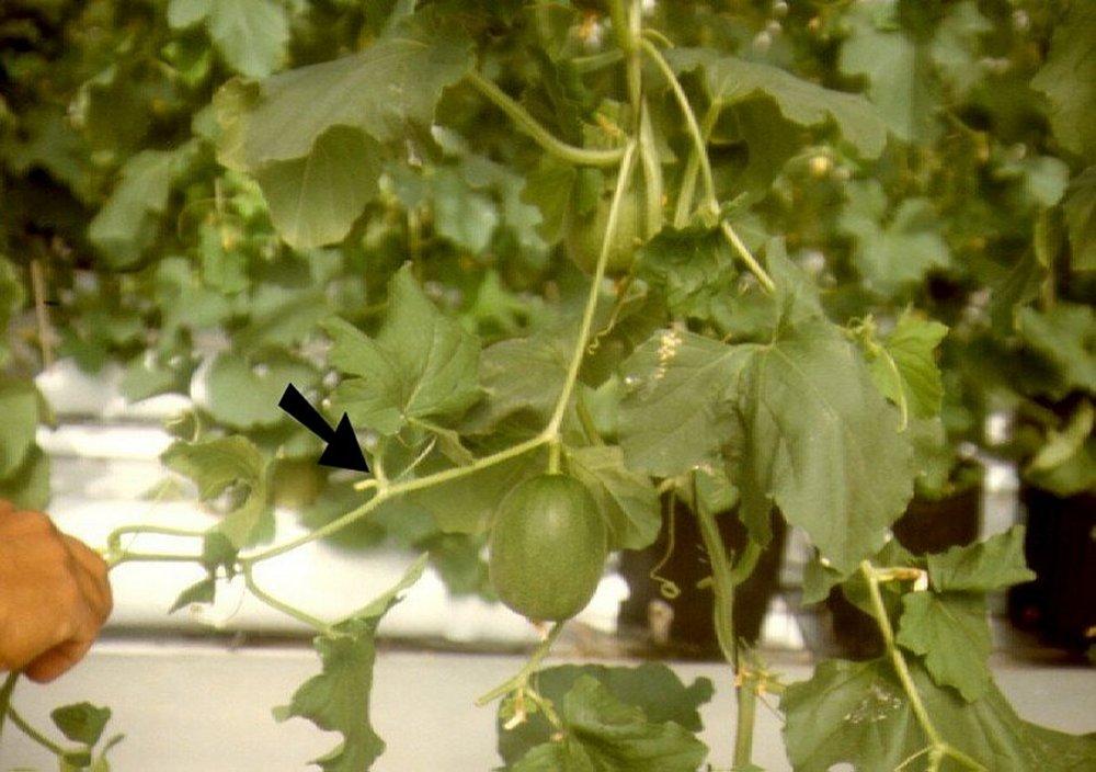 Galia Muskmelons: Evaluation for Florida Greenhouse Production 3 The leaf may be left at the pruned node or removed.