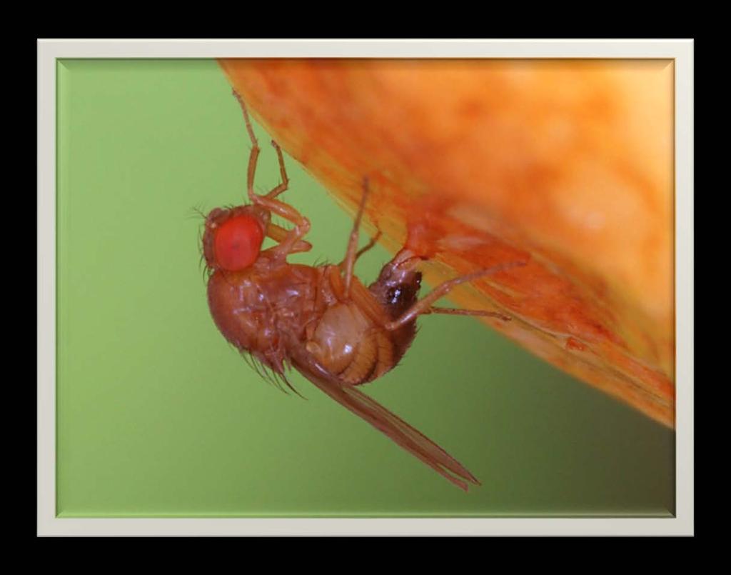 Spotted Wing Drosophila - Not so Bad, or was 211 Just an Odd