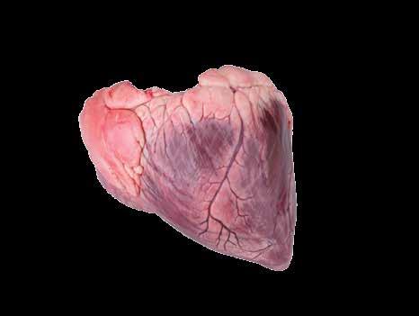 Ox Heart Origin Boil Steam 1-1.5kg 800-1.25kg An internal organ positioned within the chest. Externally the heart is lean with some hard visible fat.
