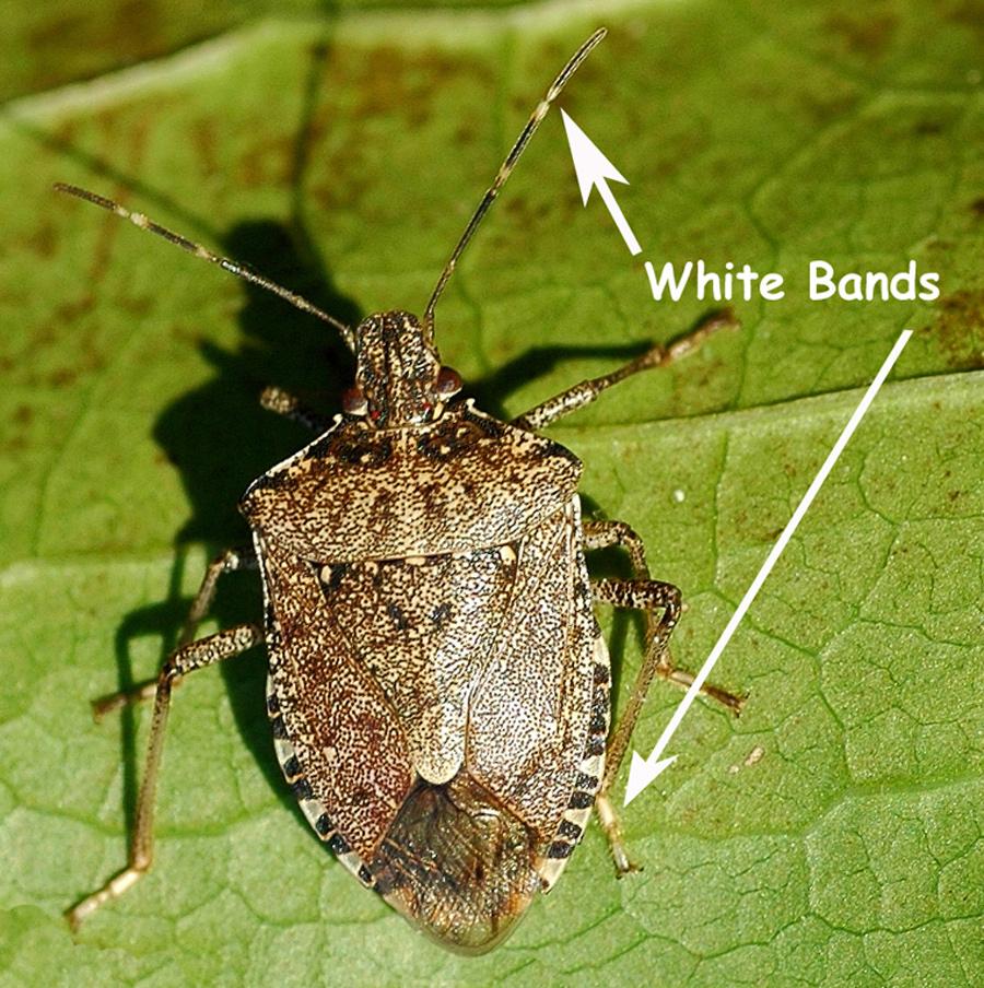 Brown Marmorated Stink Bug, Halyomorpha halys Stål BIOLOGY and DAMAGE: Adult BMSB showing white bands on antennae and legs (above); adult feeding on serviceberry (below).