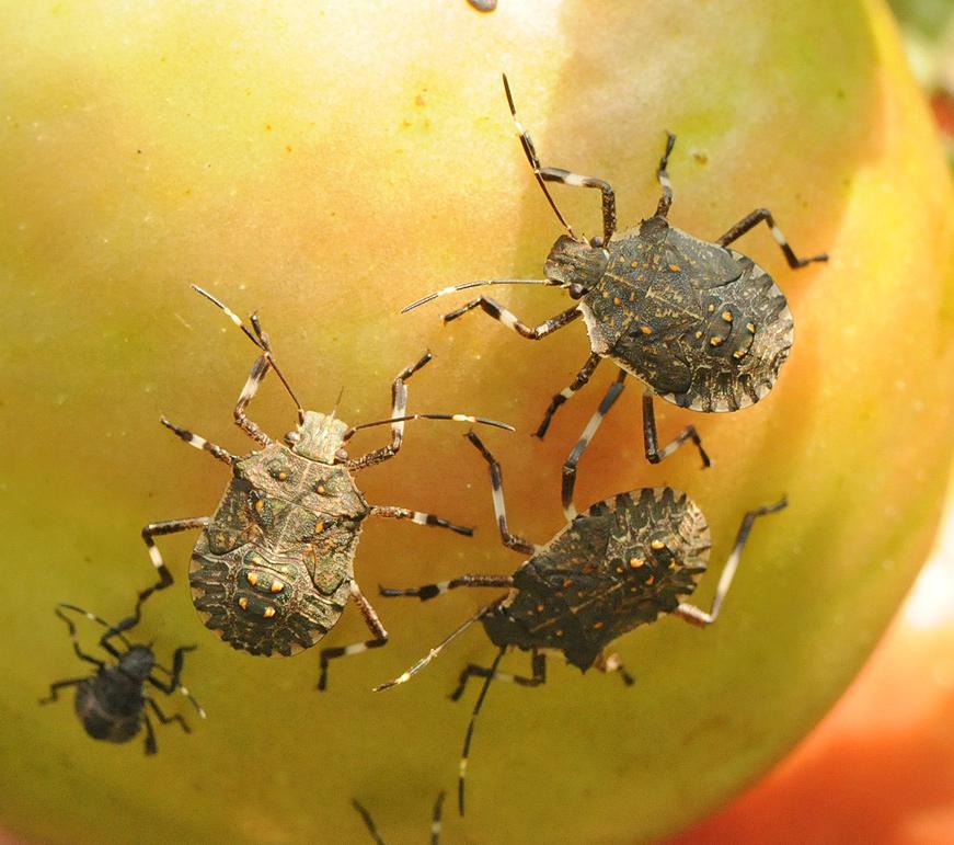 Brown Marmorated Stink Bug, Halyomorpha halys Stål On vegetables On tomatoes, damage to ripe fruit appears as whitishyellow feeding sites referred to as cloudy spots, ranging up to ½ inch (13 mm) in