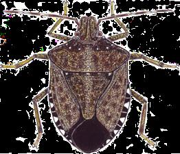 Brown Marmorated Stink Bug, Halyomorpha halys Stål The aggregating behavior of BMSB and its tendency to invade buildings in the fall is similar to that of a number of other pests: Asian ladybird
