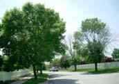where pest feeds Insects Emerald Ash