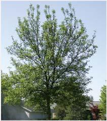 species of ash Systemic Treatments CAN