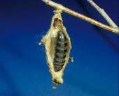 Female bagworm