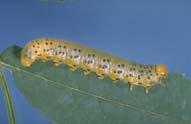 prolegs Caterpillar: 5