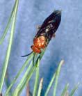 Beetles Sawfly pupal