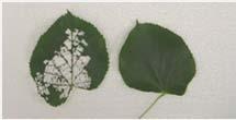 halos Larvae (maggots) in leaf Organics for Japanese