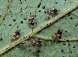 Lace Bugs Pests!