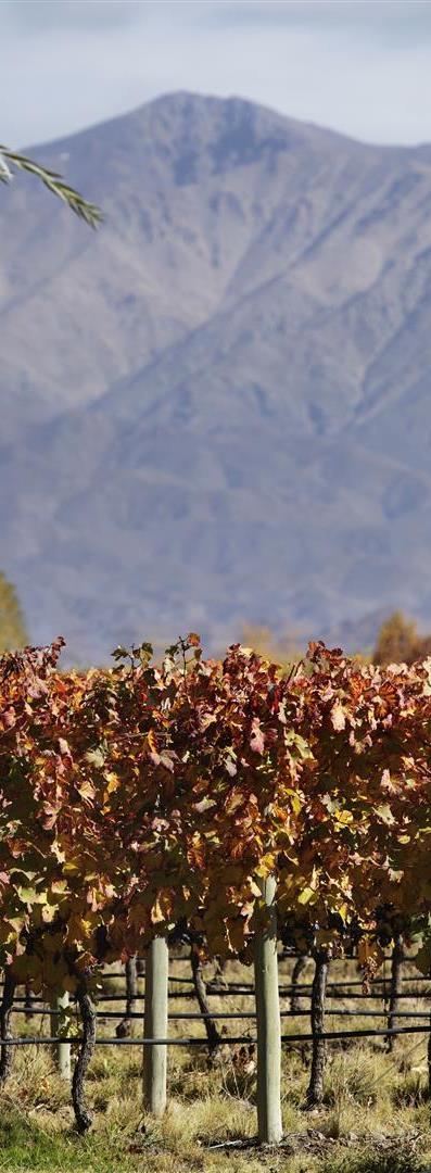 Argentina Wine Industry: Mendoza and Malbec Mendoza Mendoza is a province within the region called Cuyo, the most extensive and most prolific wine region not only in Argentina, but also in South