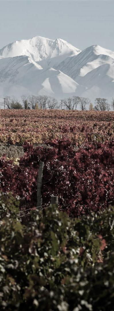 Our Terroir: Valle de Uco Valle de Uco The Valle de Uco is a region within the province of Mendoza, integrated by three departments or counties: Tunuyán, Tupungato and San Carlos.