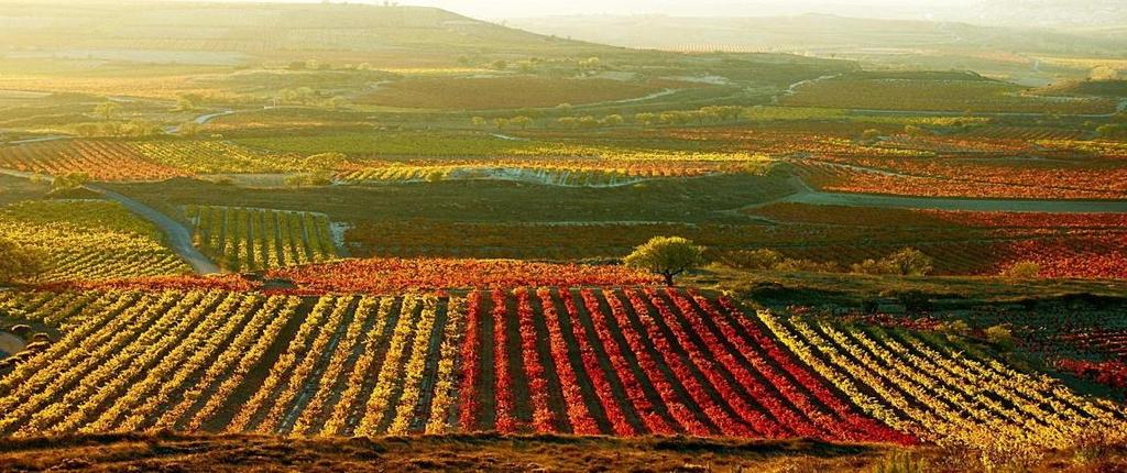 If wine were to stop being produced in Rioja today, the wine region could continue to provide wine for many years to come.