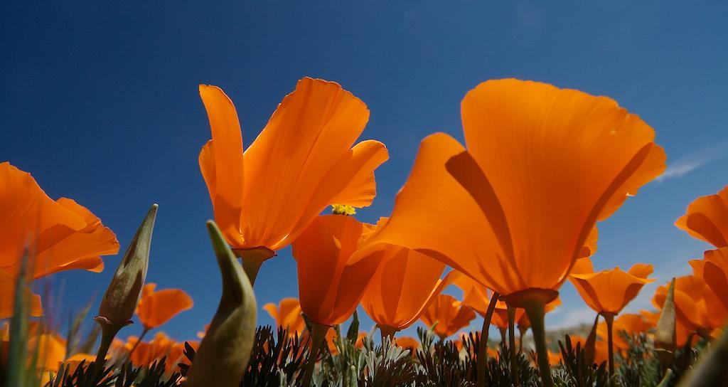 California Indians cherished the poppy as both a source of food and for oil extracted from the plant.