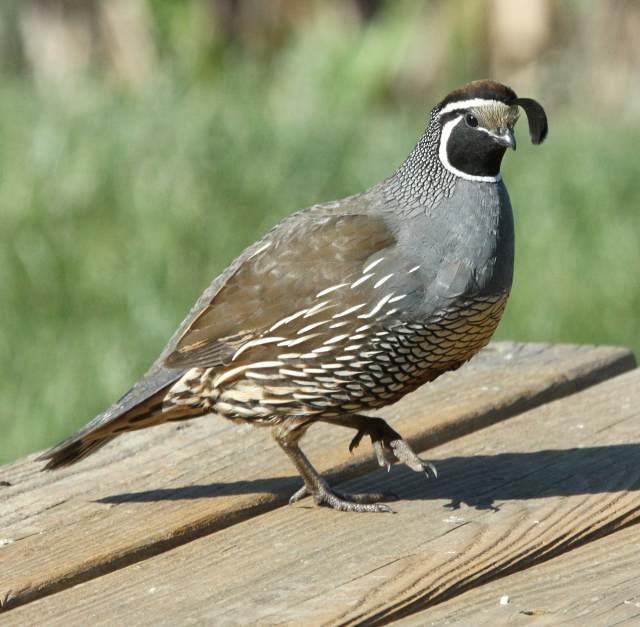 The California quail (Lophortyx californica), also known as the valley quail, became the official state bird in 1931.
