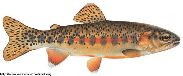 The golden trout (Salmo agua-bonita) is native only to California and was named the official state fish by act of the State Legislature in 1947.