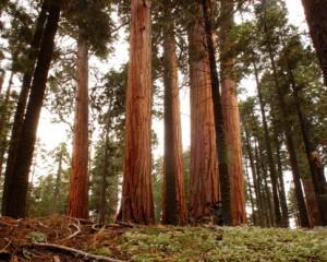 The California redwood was designated the official State Tree of California by the State Legislature in 1937.