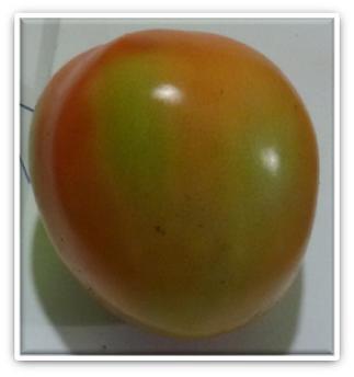 Therefore, harvesting them at optimum stage of maturity can have tomatoes with better quality and longer marketability.