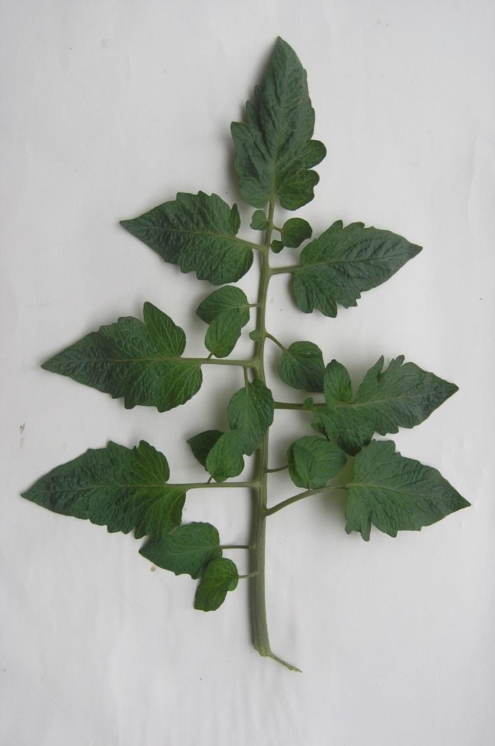 8 Leaf: width / MS Enghish Note Example varieties narrow 3 PT18 medium 5 HT160 broad 7 + Determinate varieties : There are at least two clusters of fruit, before ripening +