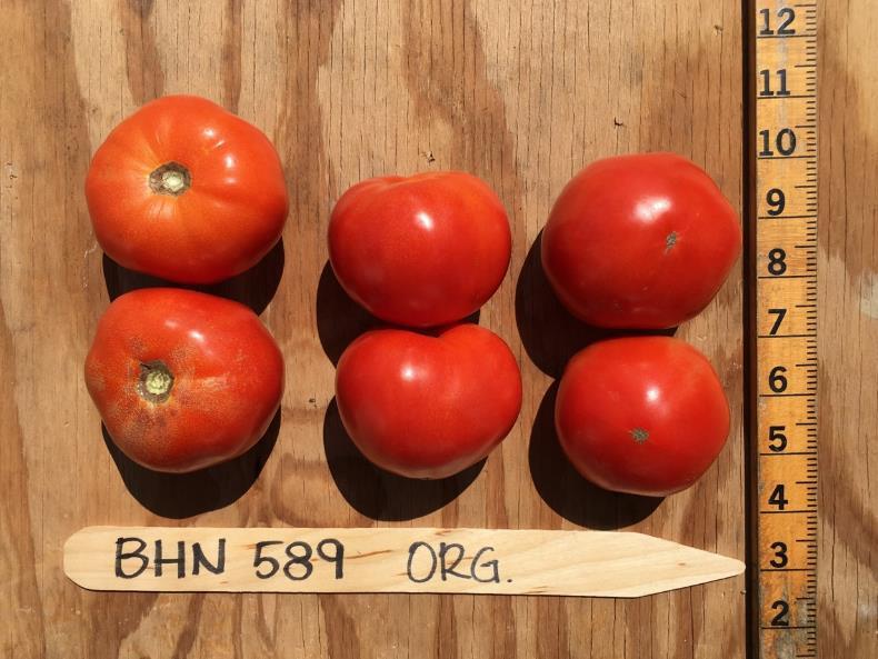 Organic BHN 589 Red Fruit Per Plant USDA No. 1 No. Wt. Lb./ Fruit 26.0 13.1 0.50 Max Large % No.