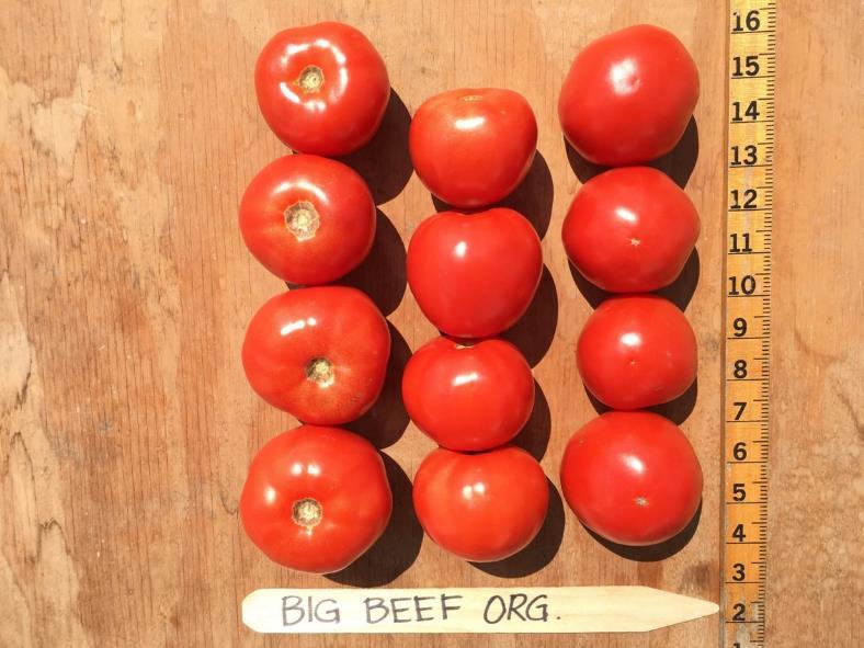 Organic Big Beef Red Fruit Per Plant No. USDA No. 1 Wt. Lb./ Fruit 24.7 12.4 0.50 Max Large % No. % Wt. 13.5 19.8 Lower No.