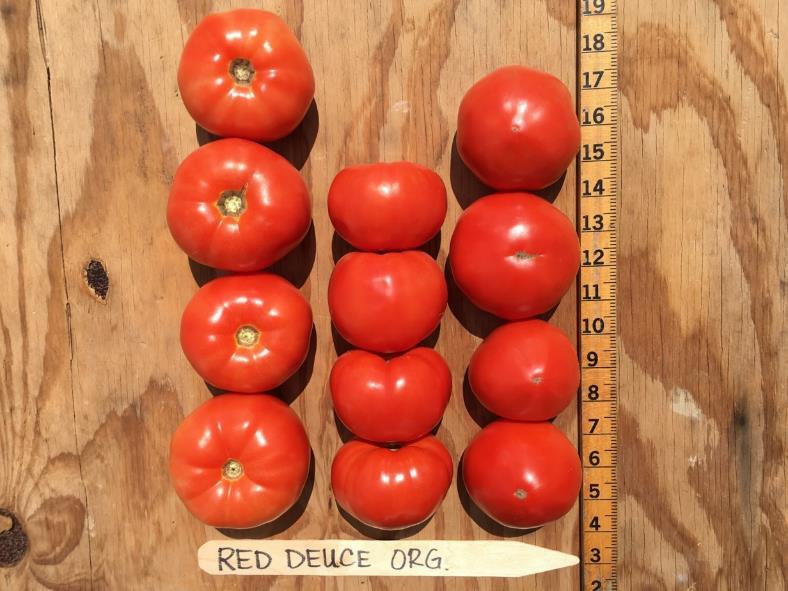 Organic Red Deuce Red Fruit Per Plant USDA No. 1 No. Wt. Lb./ Fruit 20.2 12.8 0.64 Max Large % No. % Wt. 27.5 38.