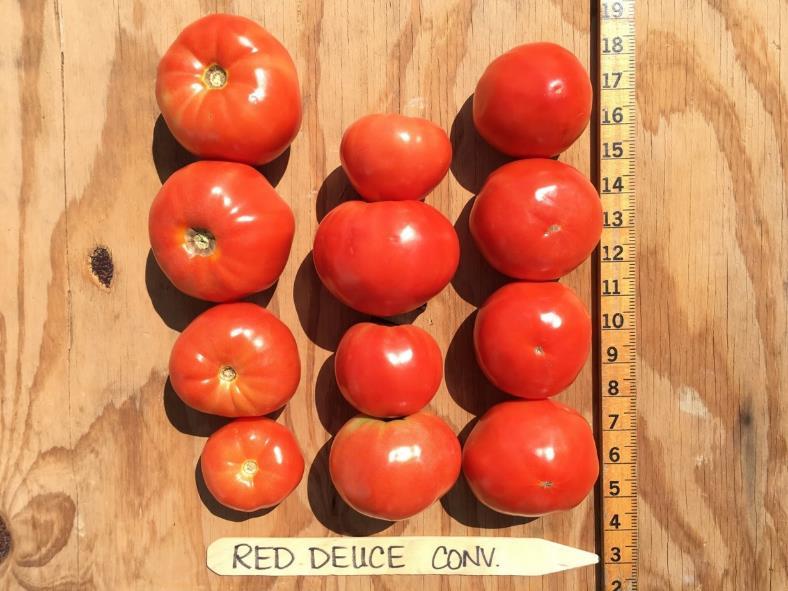 Conventional Red Deuce Red Fruit Per Plant USDA No. 1 No.