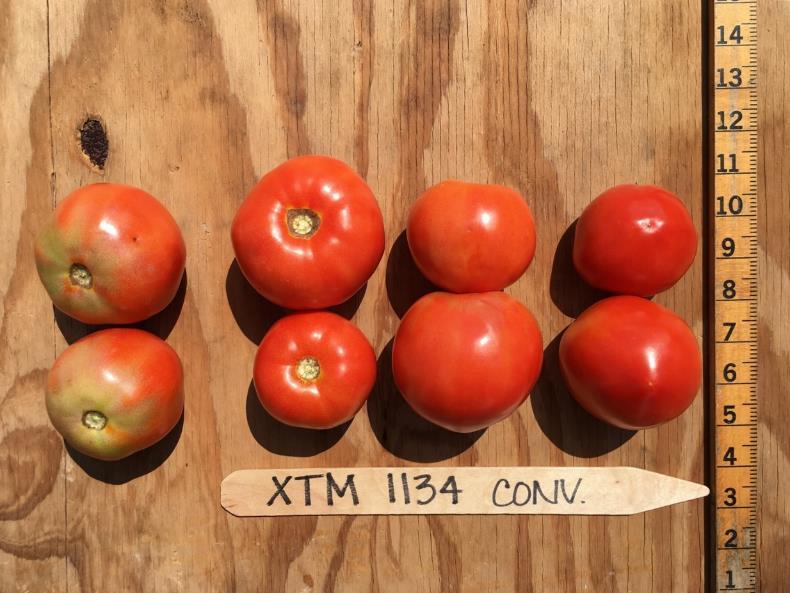 Conventional XTM 1134 Red Fruit Per Plant USDA No. 1 No.