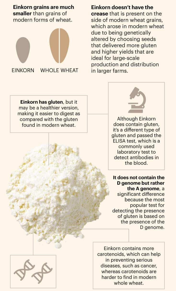 An introduction to Einkorn grain as used in our Supergrain Sourdough. Breakfast Toast until 11:30am Choice of sourdough bread toasted:.