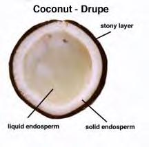 endocarp Often consumed by animals,