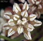 Basal angiosperms Amborella Water lily Magnolia Monocots Eudicots According to the