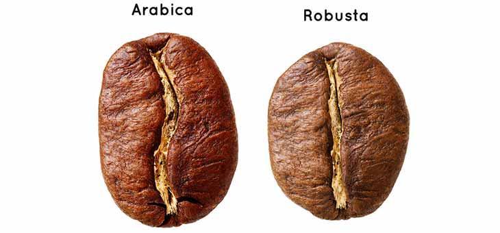 Coffee Varieties There are basically two types of coffee consumed most commonly worldwide - Arabica and Robusta