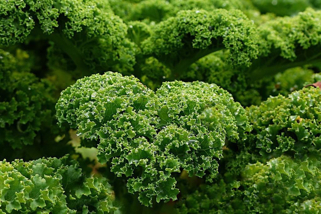 Kale Salad with Avocado Dressing For Salad: 1 bunch of kale 1 tbsp fresh lemon juice PLAY VIDEO For Dressing: 1 avocado, mashed 1 tbsp apple cider vinegar 1 tsp nutritional yeast ¼ tsp sea salt Pinch