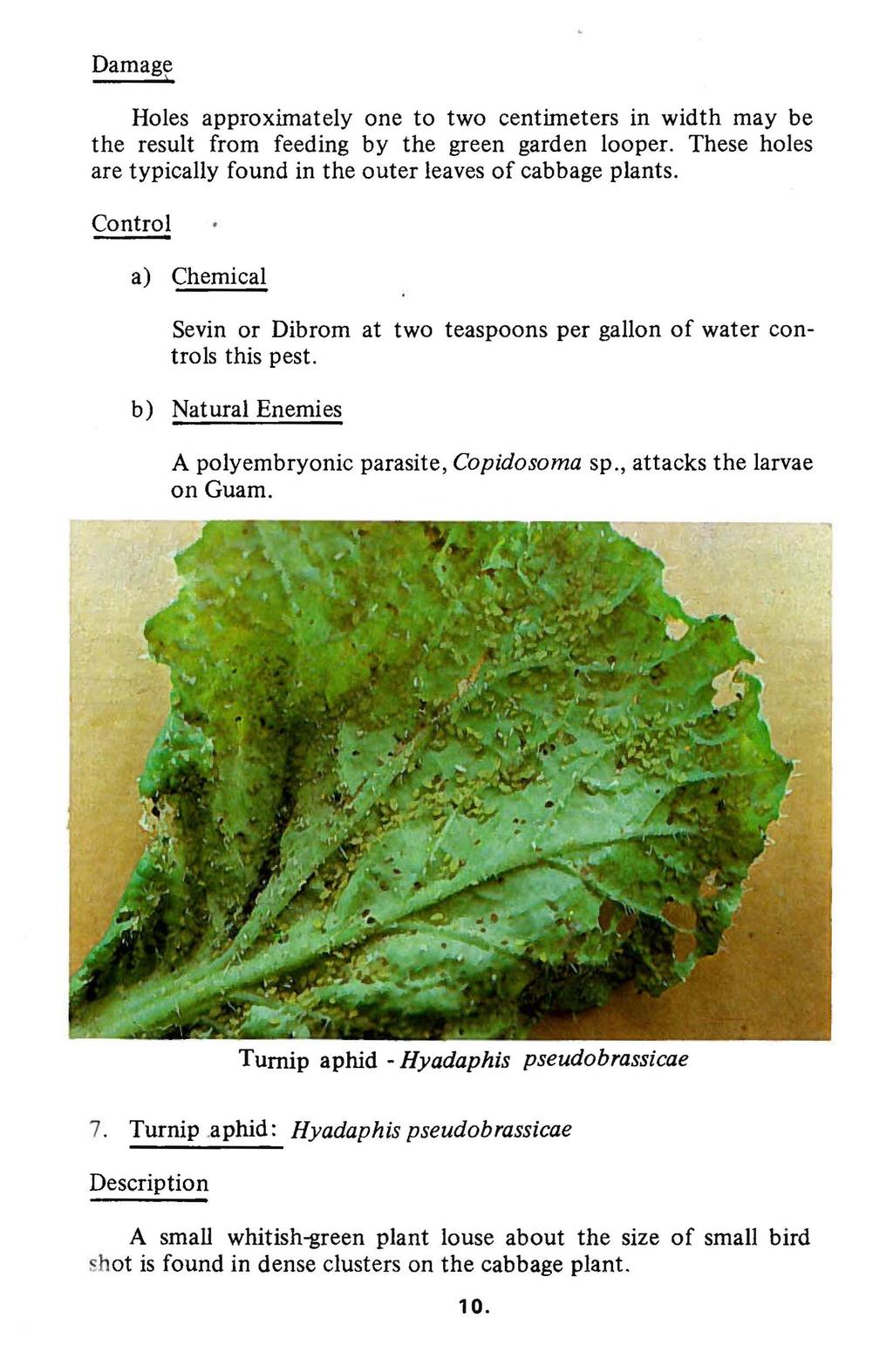 Damage Holes approximately one to two centimeters in width may be the result from feeding by the green garden looper. These holes are typically found in the outer leaves of cabbage plants.