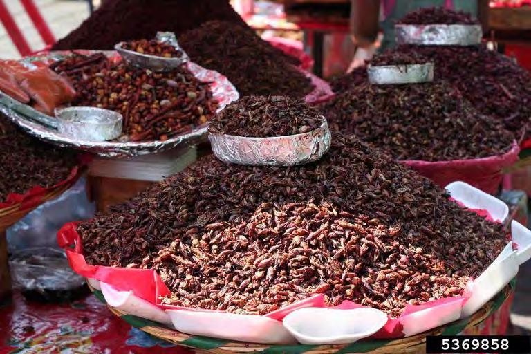 Grasshoppers for sale