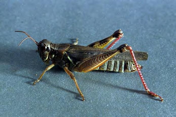 Redlegged Grasshopper,