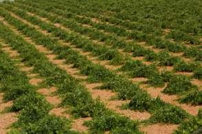 Vineyards Thanks to rich grounds of the area and the ideal climatic conditions, our vineyards, produce grapes of the finest