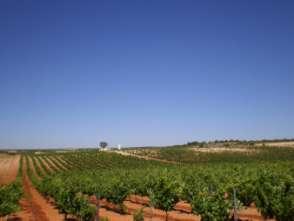 The vineyards are located 700 meters above sea level with low temperatures during winter and high temperatures during summer